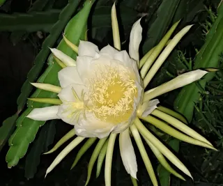 Esqueje Pitahaya