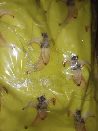 Borsa shopper Gattiinventa con gatti e banane