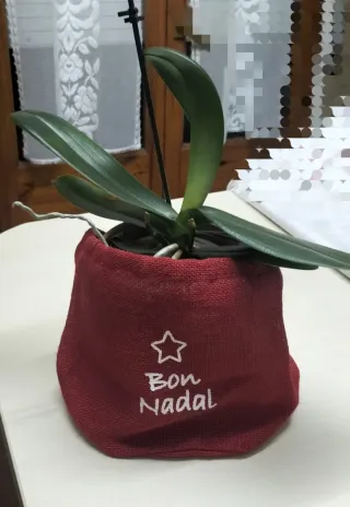 Macetero Navideño. Rojo. "Bon Nadal". NUEVO.