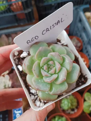Echeveria red cristal 🇰🇷