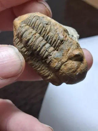 Fósil Trilobites Drodops de marruecos