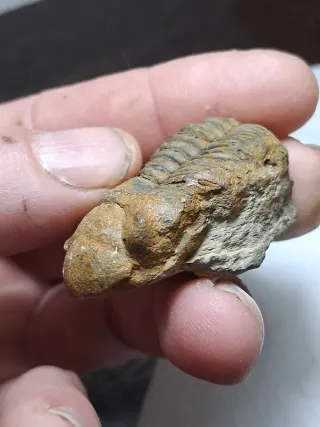 Fósil Trilobites Drodops de marruecos