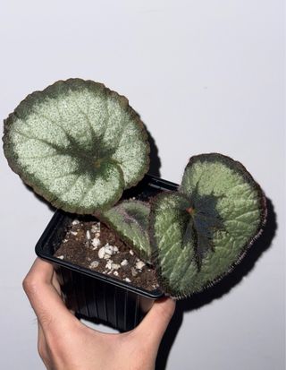 Begonia caracol
