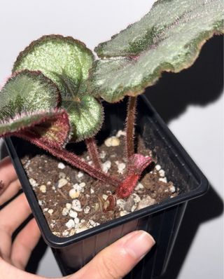 Begonia caracol