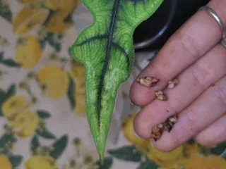 Alocasia Jacklyn Aurea rizomi