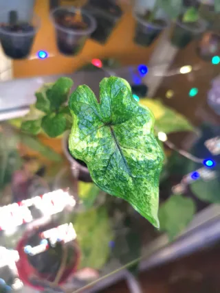 Alocasia Jacklyn Aurea rizomi