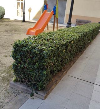 Jardinero Profesional