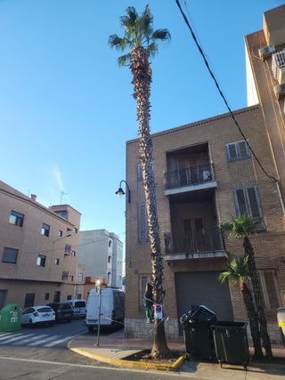 Jardinero Profesional