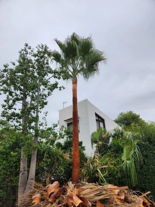 Jardinero Profesional