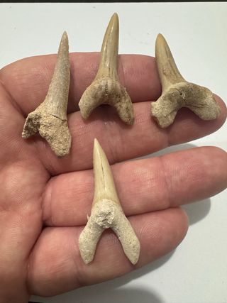 4 Dientes de Tiburón Fósil Carcharas