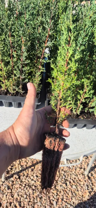 Ciprés para setos en bandeja forestal