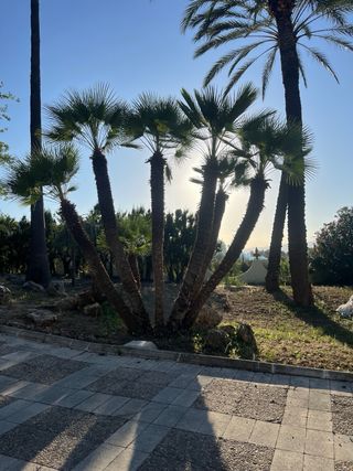 Jardinero  Mantenimiento Jardines y Piscinas