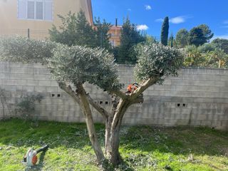 Jardinero  Mantenimiento Jardines y Piscinas