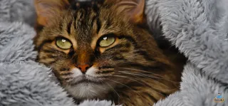 Samsung Galaxy S22 Ultra Enterprise Edition