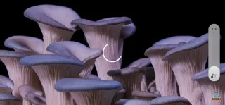 Samsung Galaxy S22 Ultra Enterprise Edition