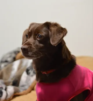 Cuidado y paseo de perros