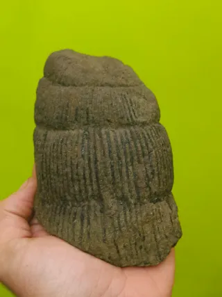 Fósiles del cabornifero