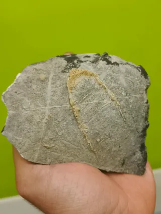 Fósiles del cabornifero