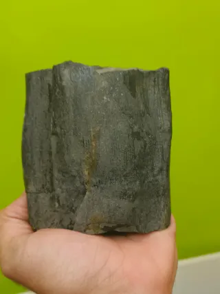 Fósiles del cabornifero