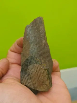 Fósiles del cabornifero