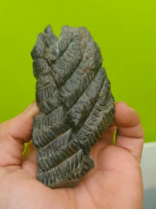 Fósiles del cabornifero