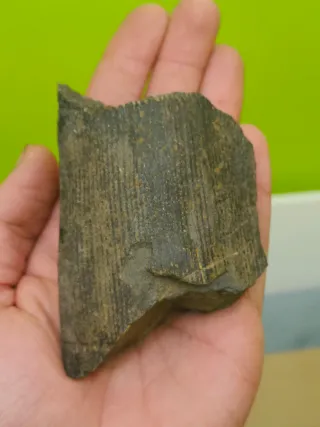 Fósiles del cabornifero