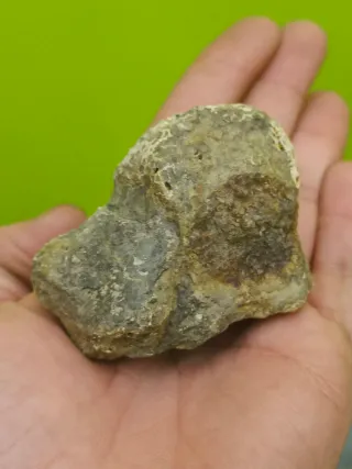 Fósiles del cabornifero