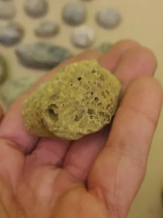 Fósiles del cabornifero