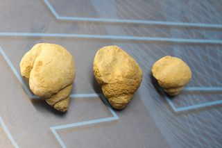 3 Fósiles jurásico gasterópodos (Pleurotomaria armata o Nática).