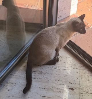 Se busca gato perdido, Les Pedritxes, Matadepera