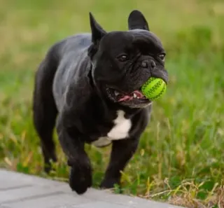 Pelota para perro Frenchie