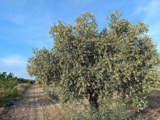Casa rural en venta en Yecla