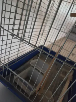 PACK Jaula para pájaros completa