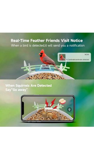 Videocámara pájaro