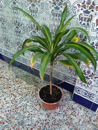 Planta dracaena fragans