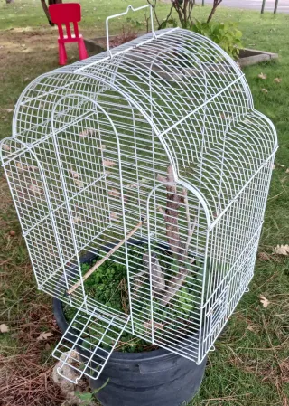 Jaula Decorativa Blanca