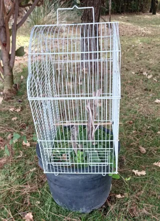 Jaula Decorativa Blanca