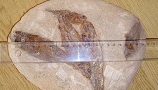 Placa Fósil con 5 Peces y Cidaris