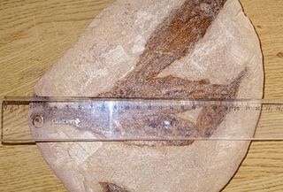 Placa Fósil con 5 Peces y Cidaris