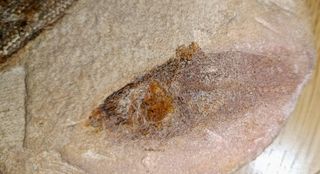 Placa Fósil con 5 Peces y Cidaris