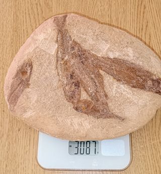 Placa Fósil con 5 Peces y Cidaris