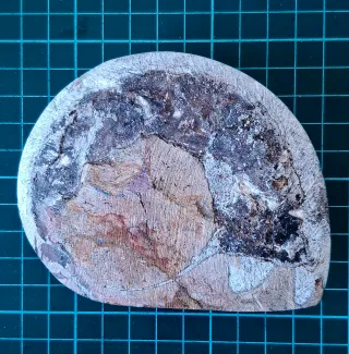 Fósil Amonite Pulido