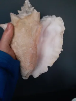 Caracola grande decorativa