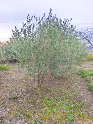 Olivos de 25-30 años en venta 692884231
