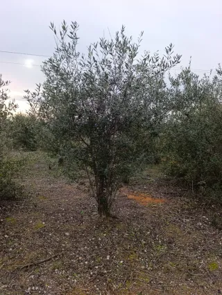 Olivos de 25-30 años en venta 692884231