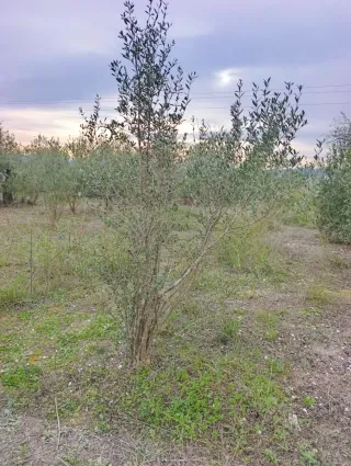 Olivos de 25-30 años en venta 692884231