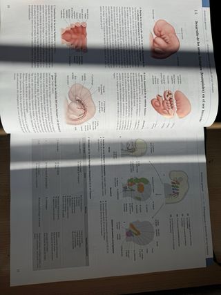 Texto y Atlas Anatom.3aEd,T2: Órganos Internos ...
