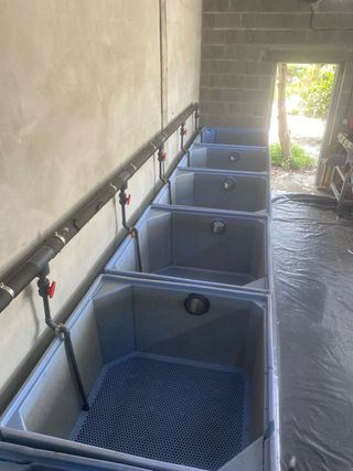 Equipo depuración marisco