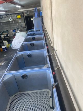 Equipo depuración marisco