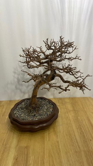 Bonsái Madera Muerta Barnizada con Maceta